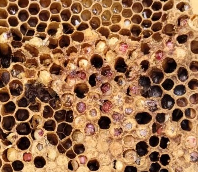 4.24  fig 2 pink bee cells.jpg thumbnail